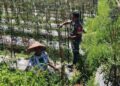 Dorong Peningkatan Produksi Pangan, Babinsa Koramil Susoh Bina Petani Cabai