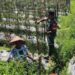 Dorong Peningkatan Produksi Pangan, Babinsa Koramil Susoh Bina Petani Cabai