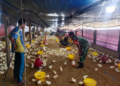 Babinsa Hadir Dampingi Peternak, Dorong Ayam Sehat dan Lingkungan Tetap Nyaman