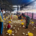 Babinsa Hadir Dampingi Peternak, Dorong Ayam Sehat dan Lingkungan Tetap Nyaman