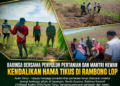 Babinsa Bersama Penyuluh Pertanian dan Mantri Hewan Kendalikan Hama Tikus di Rambong Lop