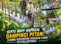 Sertu Novy Haprizal Dampingi Petani, Dorong Perawatan Tanaman Cabai Secara Optimal
