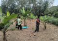 Babinsa Koramil 03/Parongil Dorong Petani Pisang Dairi Lebih Produktif