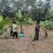 Babinsa Koramil 03/Parongil Dorong Petani Pisang Dairi Lebih Produktif