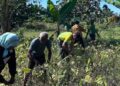 Yonarmed 12 Kostrad Dorong Ketahanan Pangan di Perbatasan RI-RDTL