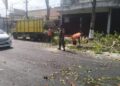Antisipasi Pohon Tumbang Di Musim Pancaroba, Babinsa Sukorejo Bersinergi Dengan DLH Kota Blitar