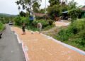 Dukung Swasembada Pangan, Babinsa 07/Salak Turun Langsung Dampingi Penjemuran Jagung