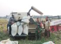 Kawal Ketahanan Pangan, Babinsa Koramil 04/LB Turun ke Sawah Dampingi Panen Warga Desa Sei Pelancang