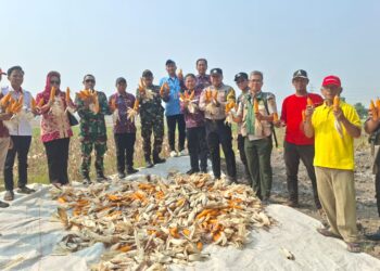 Kelompok Tani Binaan Korami Mauk Gelar Panen Jagung Hybrida