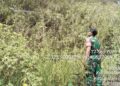 Cegah Karhutla, Babinsa Toba dan Samosir Patroli Hutan hingga Lahan Warga