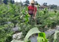 Tingkatkan Ketahanan Pangan, Kompi Produksi Kodim 0808/Blitar Aktif Kelola Pertanian, Peternakan Kambing dan Perikanan