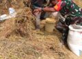 Babinsa Jadi Sahabat Petani, Pendampingan Panen Padi Terus Diperkuat di Dairi