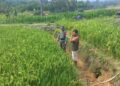 Padi Mulai Dihantui Wereng dan Tikus, Babinsa Turun Dampingi Petani di Lae Panginuman