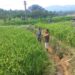 Padi Mulai Dihantui Wereng dan Tikus, Babinsa Turun Dampingi Petani di Lae Panginuman