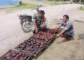 Dekat dengan Petani, Babinsa Koramil 03/Parongil Pantau Perkembangan Gambir di Bongkaras