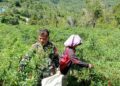 Dukung Ketahanan Pangan, Babinsa Koramil 07/Salak Dampingi Petani Panen Cabai Merah