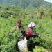 Dukung Ketahanan Pangan, Babinsa Koramil 07/Salak Dampingi Petani Panen Cabai Merah