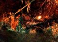 Kebakaran Kebun Bambu di Rancah Kab Ciamis Berhasil Dipadamkan, Tidak Ada Korban Jiwa