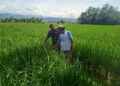 Cegah Gagal Panen, Babinsa Ajak Petani Intens Kontrol Bulir Padi