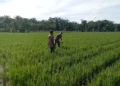 Babinsa Dampingi Petani di Babahrot Mitigasi Hama Padi