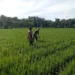 Babinsa Dampingi Petani di Babahrot Mitigasi Hama Padi