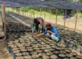 Dorong Geliat Ekonomi Wilayah, Babinsa di Babahrot Dukung Warga Kembangkan Usaha Pembibitan Sawit