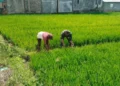 Jaga Kualitas Pangan, Babinsa Dampingi Petani di Susoh Perawatan Padi