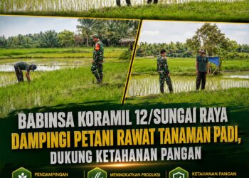 Babinsa Koramil 12/Sungai Raya Dampingi Petani Rawat Tanaman Padi, Dukung Ketahanan Pangan
