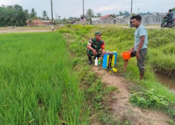 Babinsa Bantu Petani Racik Pestisida, Jaga Tanaman Padi dari Serangan Hama