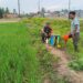 Babinsa Bantu Petani Racik Pestisida, Jaga Tanaman Padi dari Serangan Hama