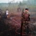 Respons Cepat Karhutla Dekat IKN, TNI Gerakkan Helikopter Caracal untuk Water Bombing
