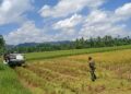 Babinsa Dampingi Panen Padi Petani di Babahrot dengan Alsintan, Hasil Capai 7 Ton per Hektare