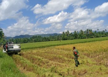Babinsa Dampingi Panen Padi Petani di Babahrot dengan Alsintan, Hasil Capai 7 Ton per Hektare