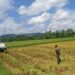 Babinsa Dampingi Panen Padi Petani di Babahrot dengan Alsintan, Hasil Capai 7 Ton per Hektare
