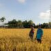 Babinsa Dampingi Petani Pantau Perkembangan Bulir Padi di Babahrot