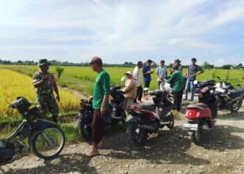 Jelang Panen Padi, Babinsa Dialog Langsung dengan Petani di Pesawahan Babahrot
