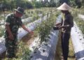 Babinsa Dampingi Petani Olah Lahan Nganggur Jadi Kebun Cabai Produktif di Susoh