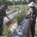 Babinsa Dampingi Petani Olah Lahan Nganggur Jadi Kebun Cabai Produktif di Susoh