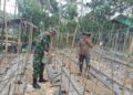 Dari Lahan untuk Ketahanan Pangan, Babinsa Dampingi Petani Rawat Kacang Panjang