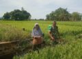 Babinsa Koramil Susoh Turun ke Sawah Bantu Petani Semprot Padi