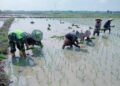 Wujud Kepedulian TNI, Babinsa Koramil 21/Madat Dampingi Petani Tanam Padi
