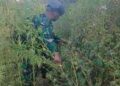 TNI Bersihkan Ladang Ganja di Yahukimo, 21.400 Batang Diamankan