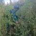 TNI Bersihkan Ladang Ganja di Yahukimo, 21.400 Batang Diamankan