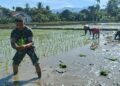 Dukung Surplus Pangan, Babinsa di Babahrot Turun ke Sawah Bantu Petani Tanam Padi