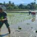 Dukung Surplus Pangan, Babinsa di Babahrot Turun ke Sawah Bantu Petani Tanam Padi