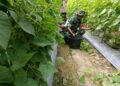Mentimun dan Semangka Siap Dipanen, Babinsa Koramil 08/Spu Turut Bantu Petani