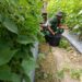 Mentimun dan Semangka Siap Dipanen, Babinsa Koramil 08/Spu Turut Bantu Petani