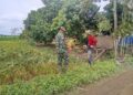 Dari Sawah untuk Ketahanan Pangan, Babinsa Dampingi Petani Panen Padi