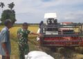 Babinsa Dampingi Petani Panen Padi Susoh, Tonase Capai 7 Ton per Hektare