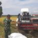 Babinsa Dampingi Petani Panen Padi Susoh, Tonase Capai 7 Ton per Hektare